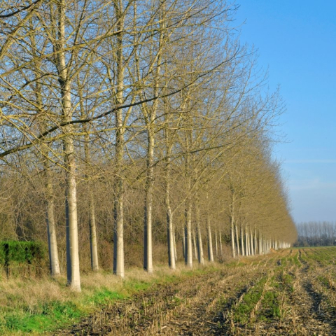 Restaurer les sols, préparer l’avenir