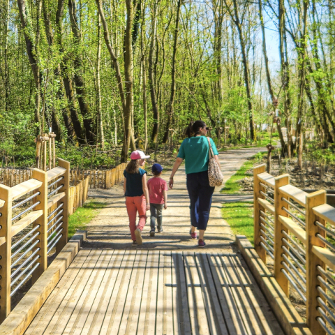 Verlinghem : le bois du Tournebride vous enchante