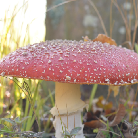 En cette fin de saison, 12 nouvelles balades gratuites pour découvrir la faune et la flore métropolitaines