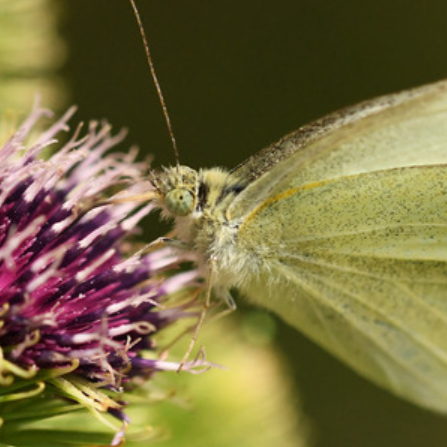 En août, les célébrations de la nature se poursuivent dans les Espaces Naturels de la MEL ! 