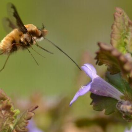 En mai, 12 nouvelles balades gratuites pour célébrer l’arrivée de printemps 