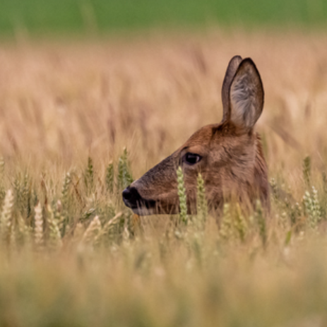En août, 6 nouvelles balades gratuites et ludiques pour découvrir la nature en fête 