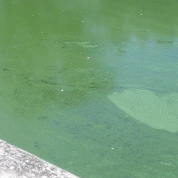 Présence de cyanobactéries sur certains plans d’eau et voies d’eau de la Métropole, la MEL appelle à la vigilance