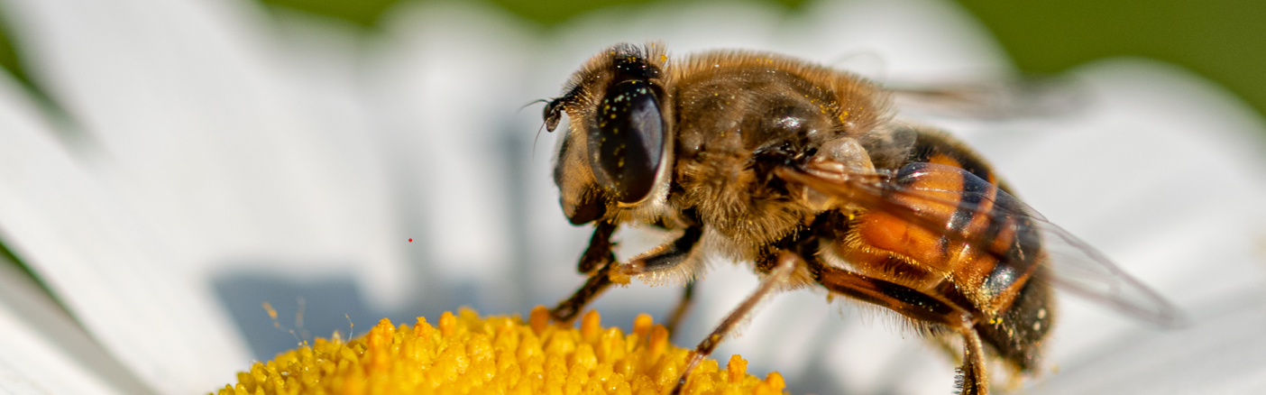 En juin, 8 nouvelles balades gratuites pour découvrir la faune et la flore métropolitaine