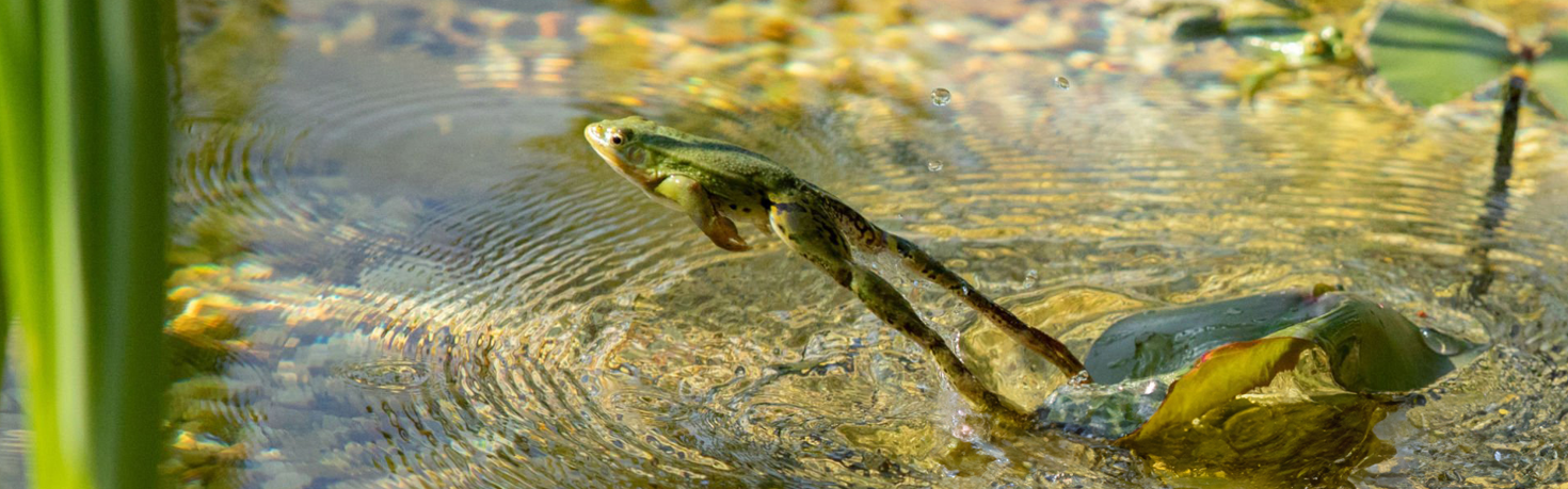 En mai, 13 nouvelles balades gratuites invitent les curieux à découvrir la faune et la flore métropolitaine