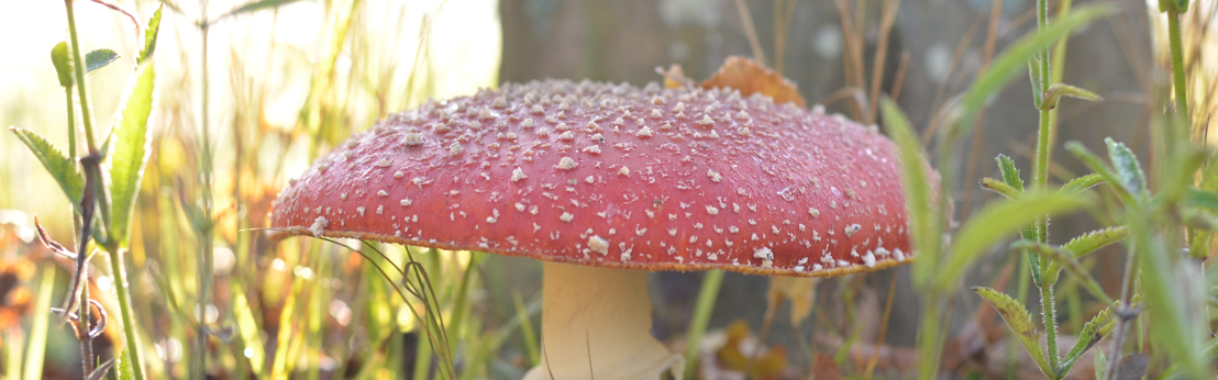 En cette fin de saison, 12 nouvelles balades gratuites pour découvrir la faune et la flore métropolitaines