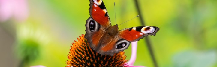 Saison 2025 des Espaces Naturels de la MEL : Fiesta, quand la nature devient scène !
