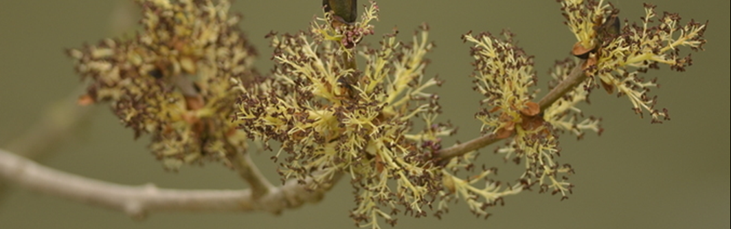 En avril, 16 balades gratuites pour découvrir le réveil de la nature dans les Espaces Naturels de la MEL