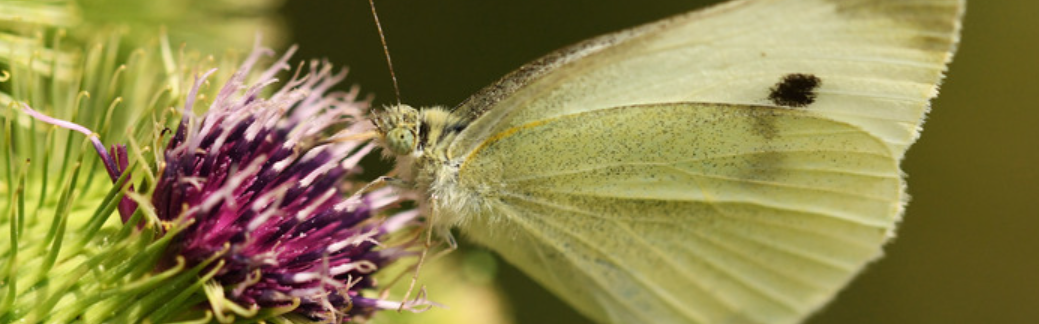 En août, les célébrations de la nature se poursuivent dans les Espaces Naturels de la MEL !
