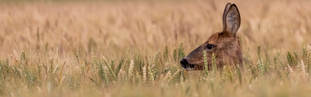 En août, 6 nouvelles balades gratuites et ludiques pour découvrir la nature en fête