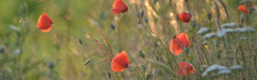 En juillet, 7 nouvelles balades gratuites et estivales pour découvrir la faune et la flore métropolitaines