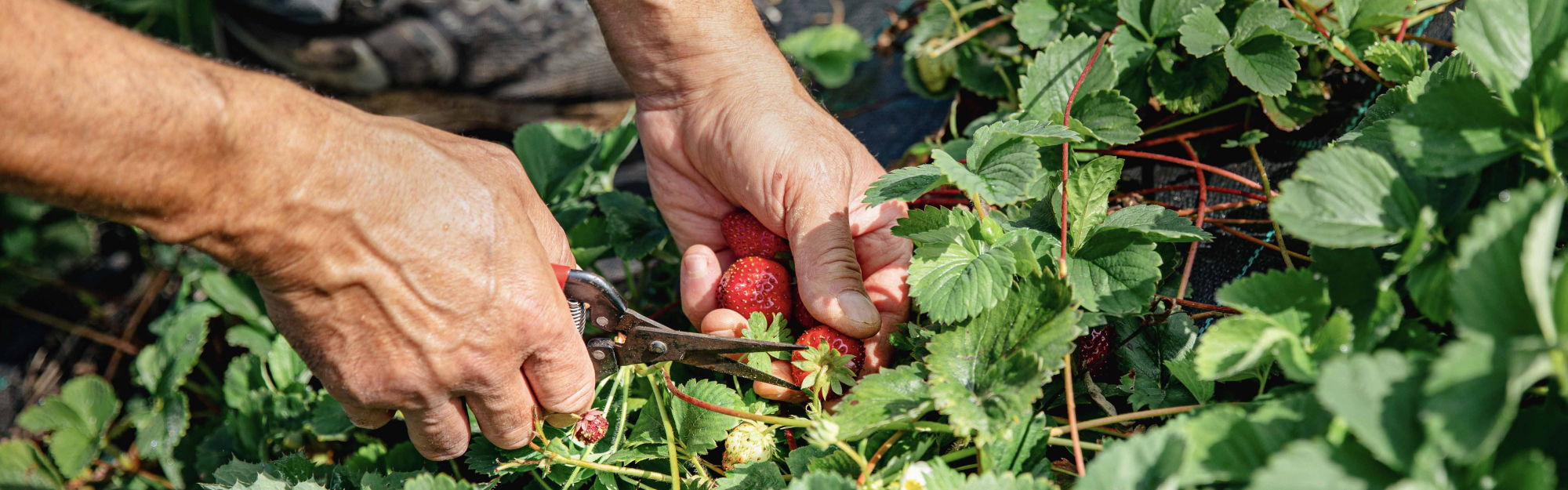 Cueillette de fraises